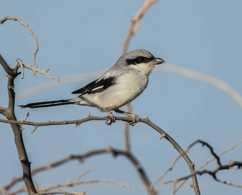 Great Grey Shrike (Arabian) perching on a branch