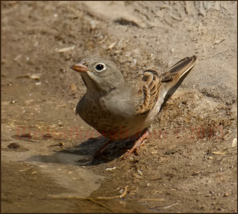 Grey-necked Bunting drinking water from a pool