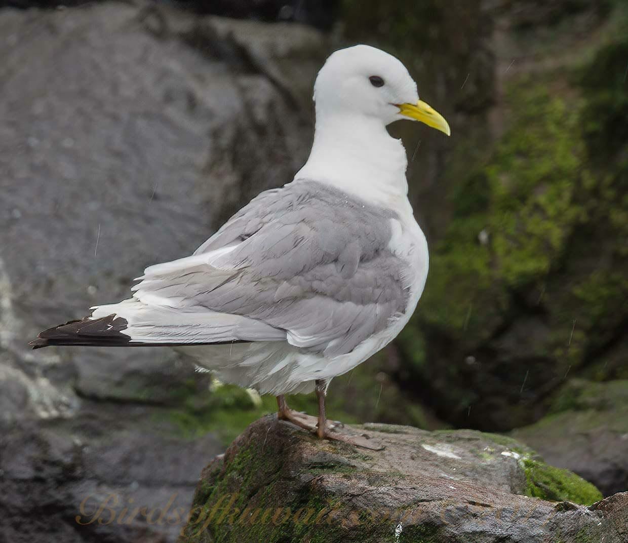 A Black-legged Kittiwake in breeding plumage standing on a rock