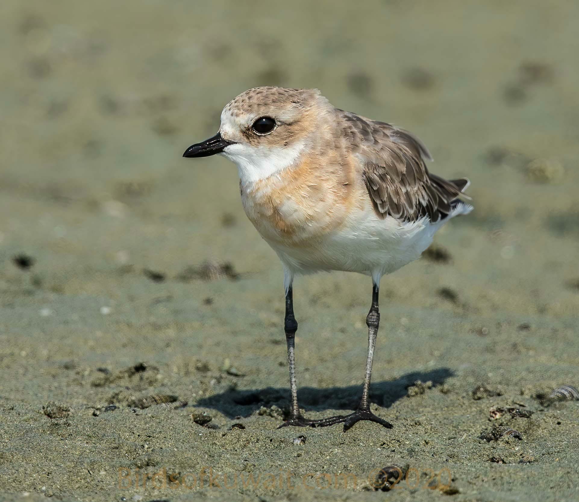 Lesser Sand Plover standing on sea shore sand