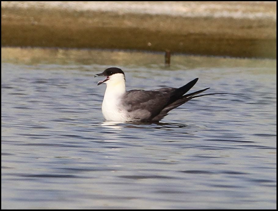 Long-tailed Skua Stercorarius longicaudus on water