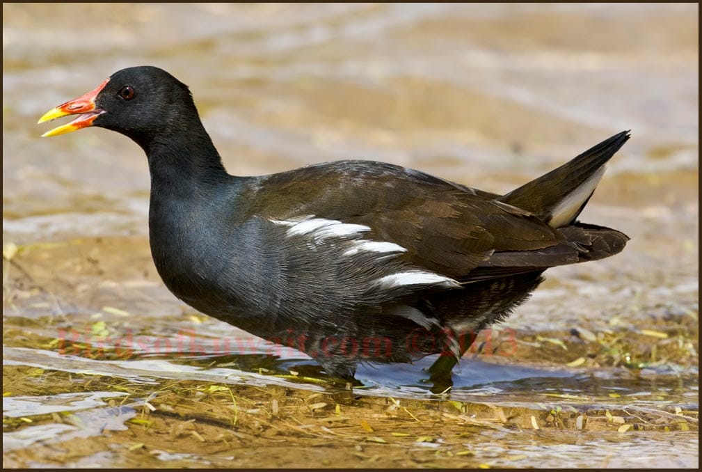 Common Moorhen wading in water