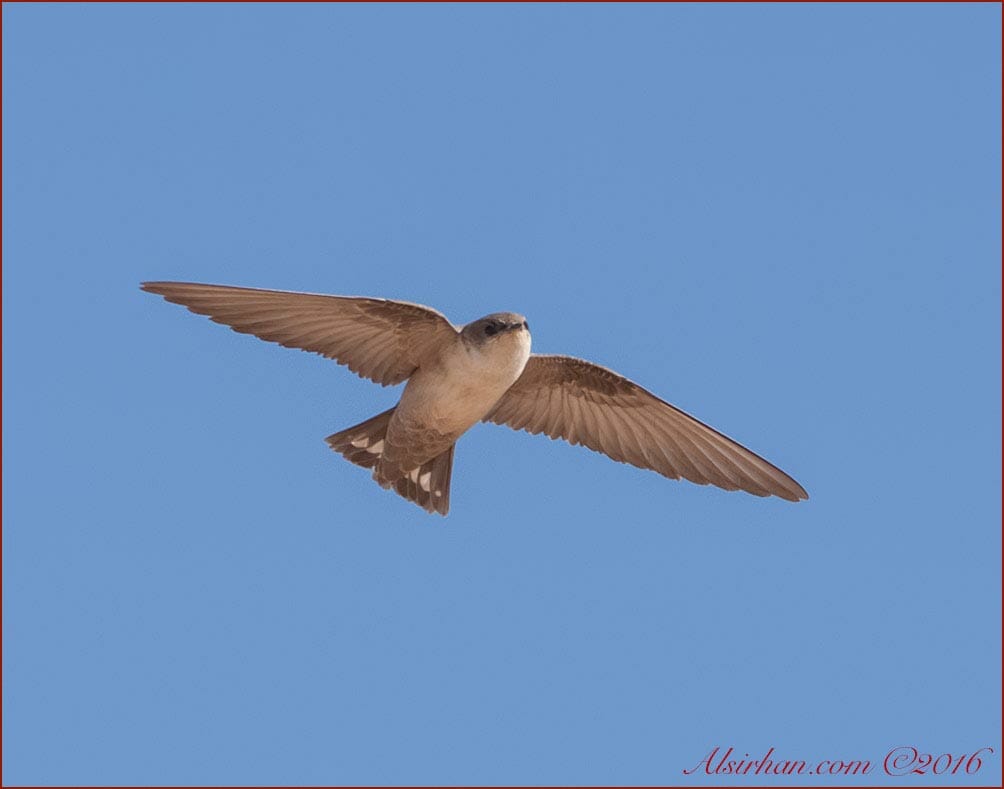 Pale Crag Martin in flight