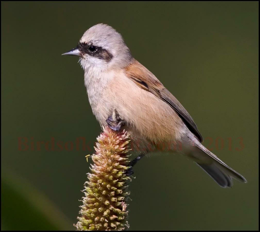 Eurasian Penduline Tit on a maize seeds