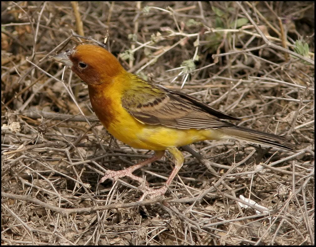 Red-headed Bunting sitting on ground