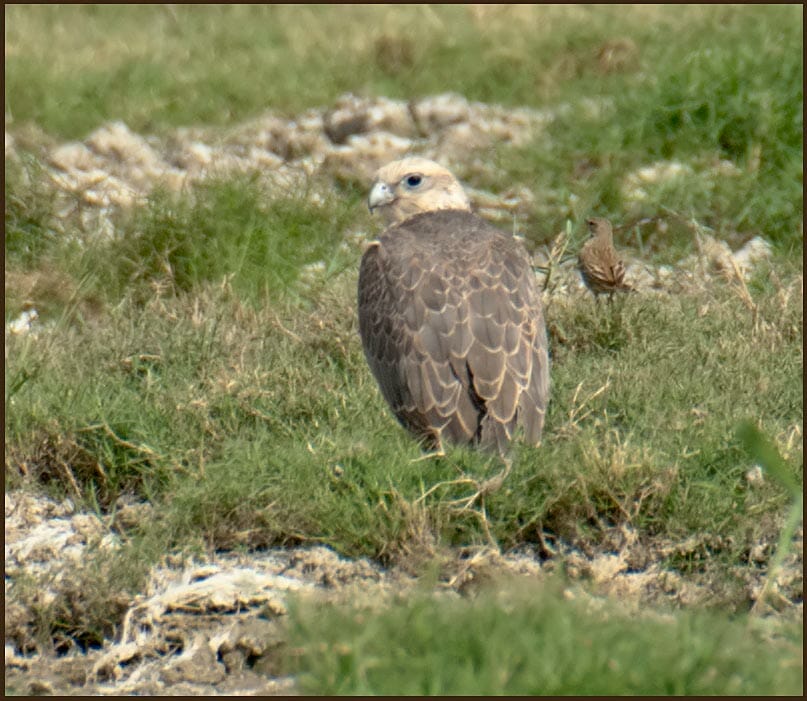 Saker Falcon sitting on the ground