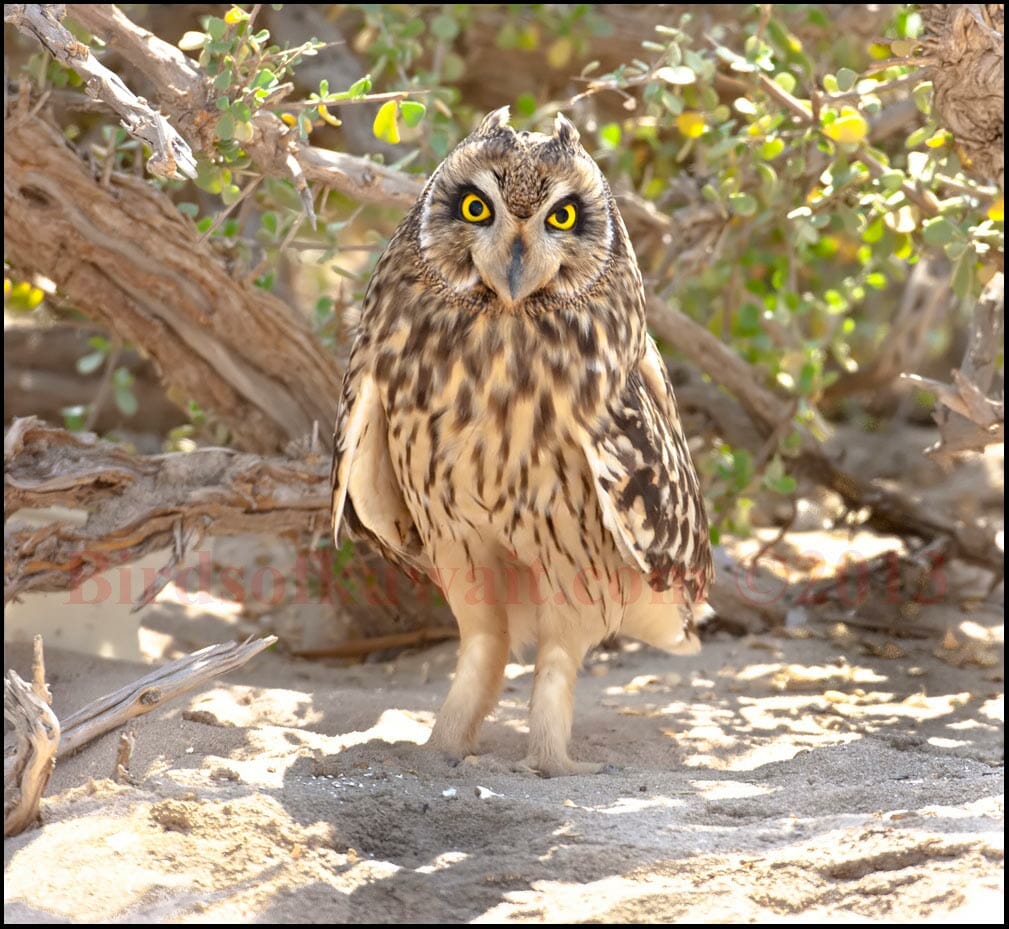 Short-eared Owl is fiercely looking at the photographer