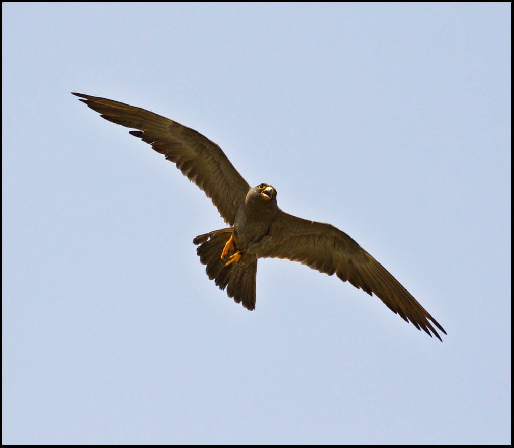 Sooty Falcon Falco concolor