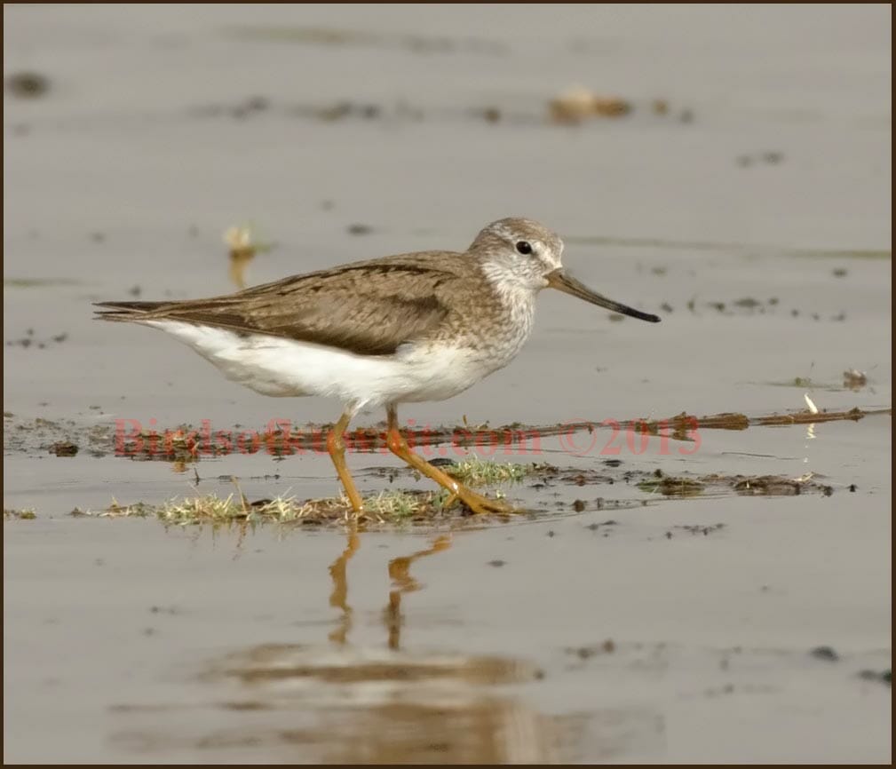 Terek Sandpiper running on sea mud
