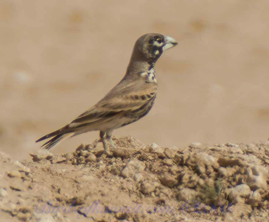 Thick-billed Lark perched on a rock