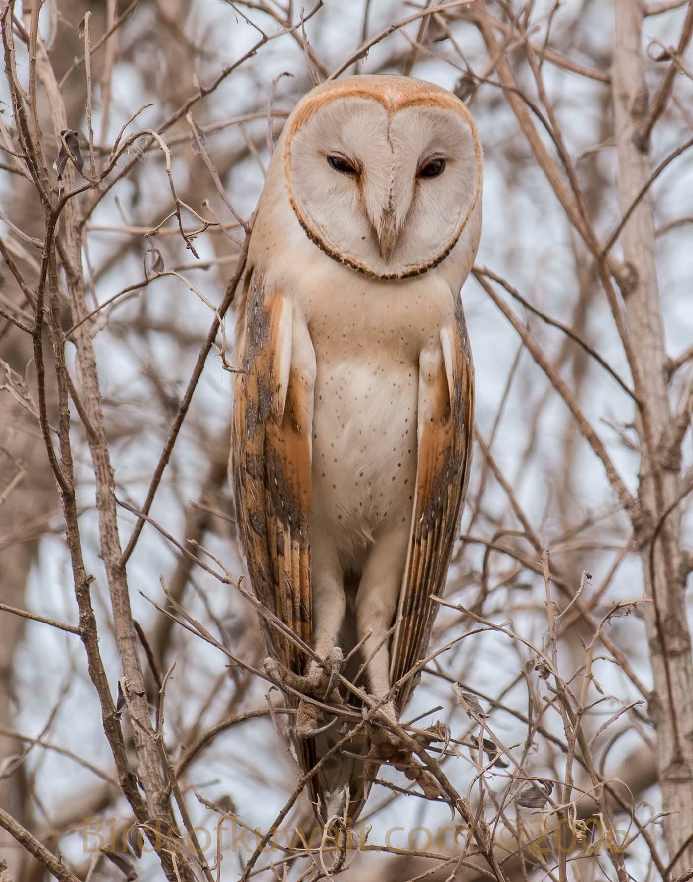 Western Barn Owl Tyto alba