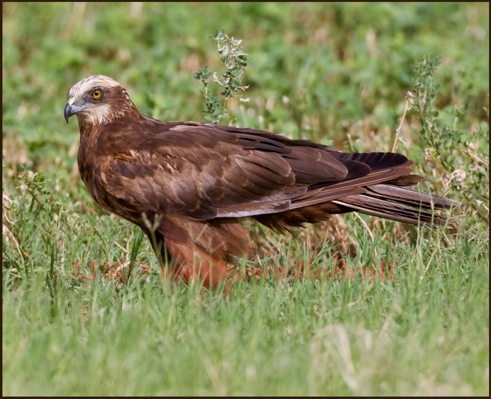 Western Marsh Harrier on ground