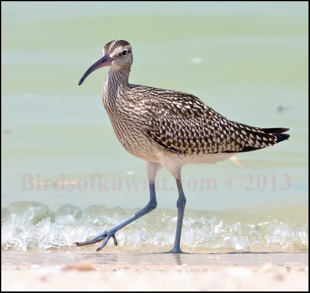 Eurasian Whimbrel near sea shore