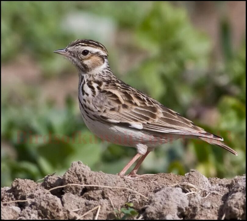 Woodlark feeding in a farm
