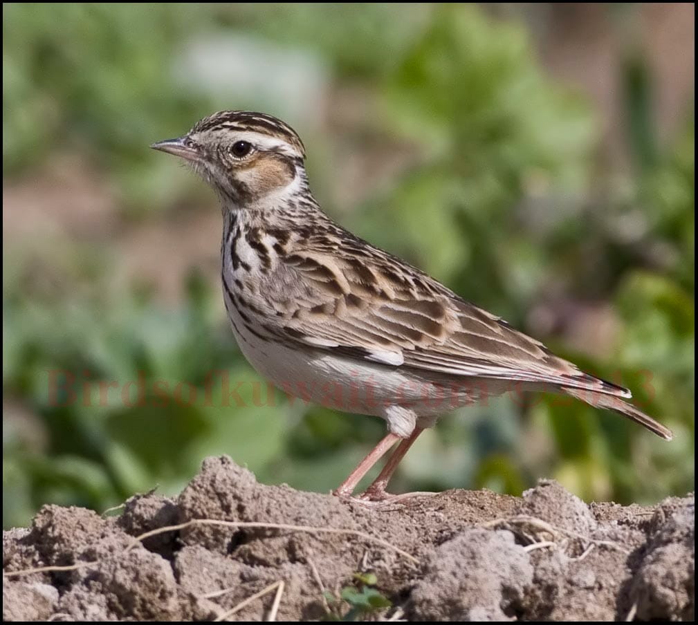 Woodlark feeding in a farm