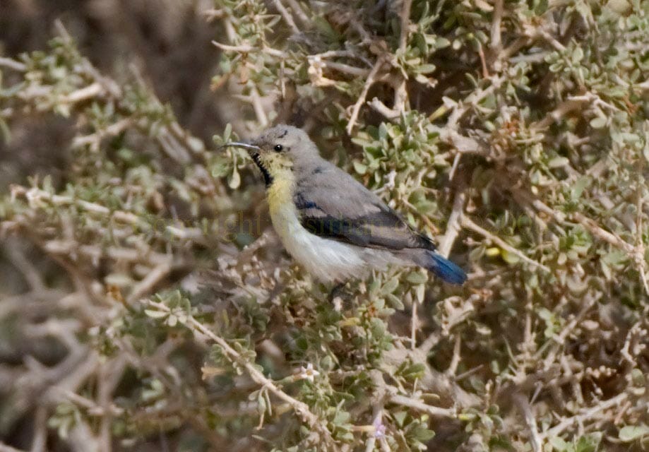 A Purple Sunbird feeding on nectar of a Lycium shawii bush