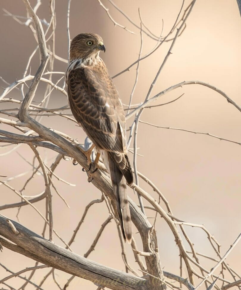 Shikra perching on branches