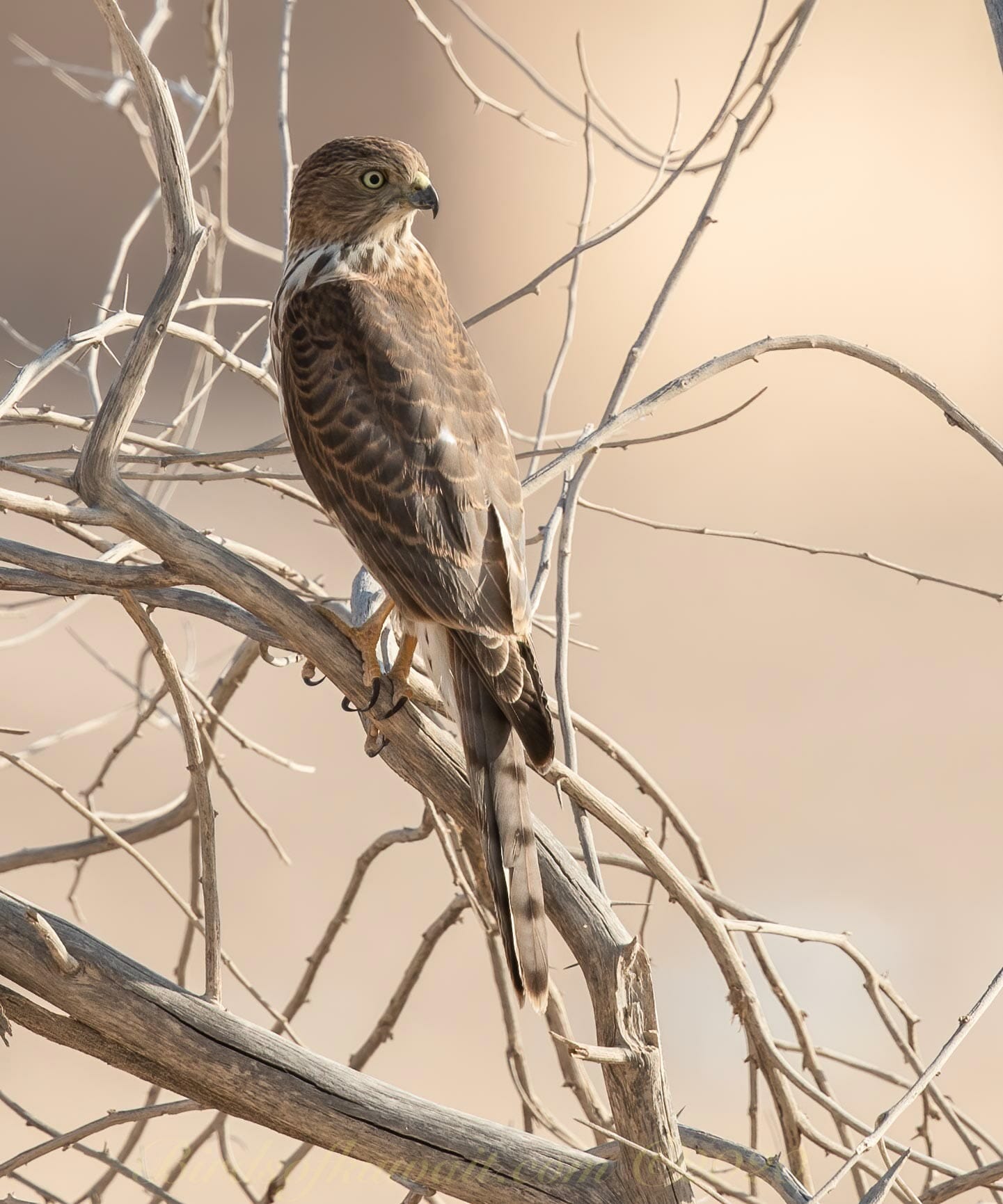 Shikra perching on branches