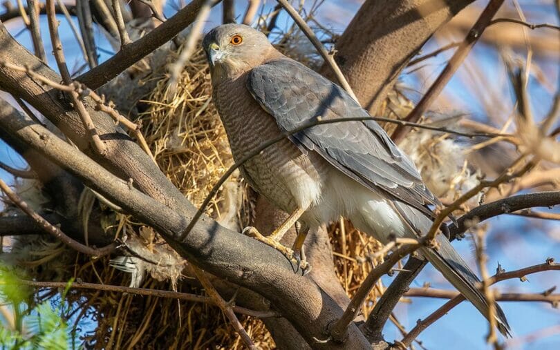 Male Shikra perching on palm tree