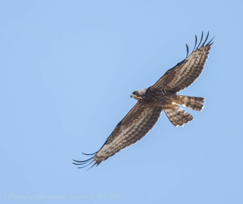 Crested Honey Buzzard in flight