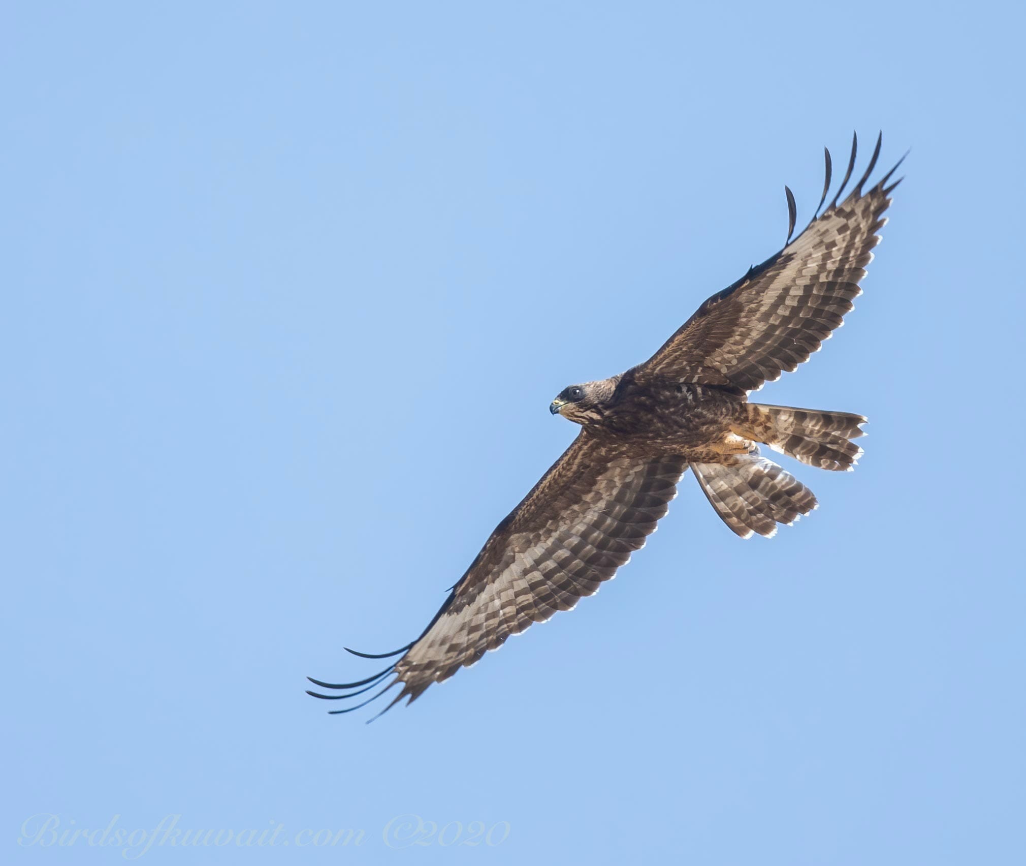 Crested Honey Buzzard in flight