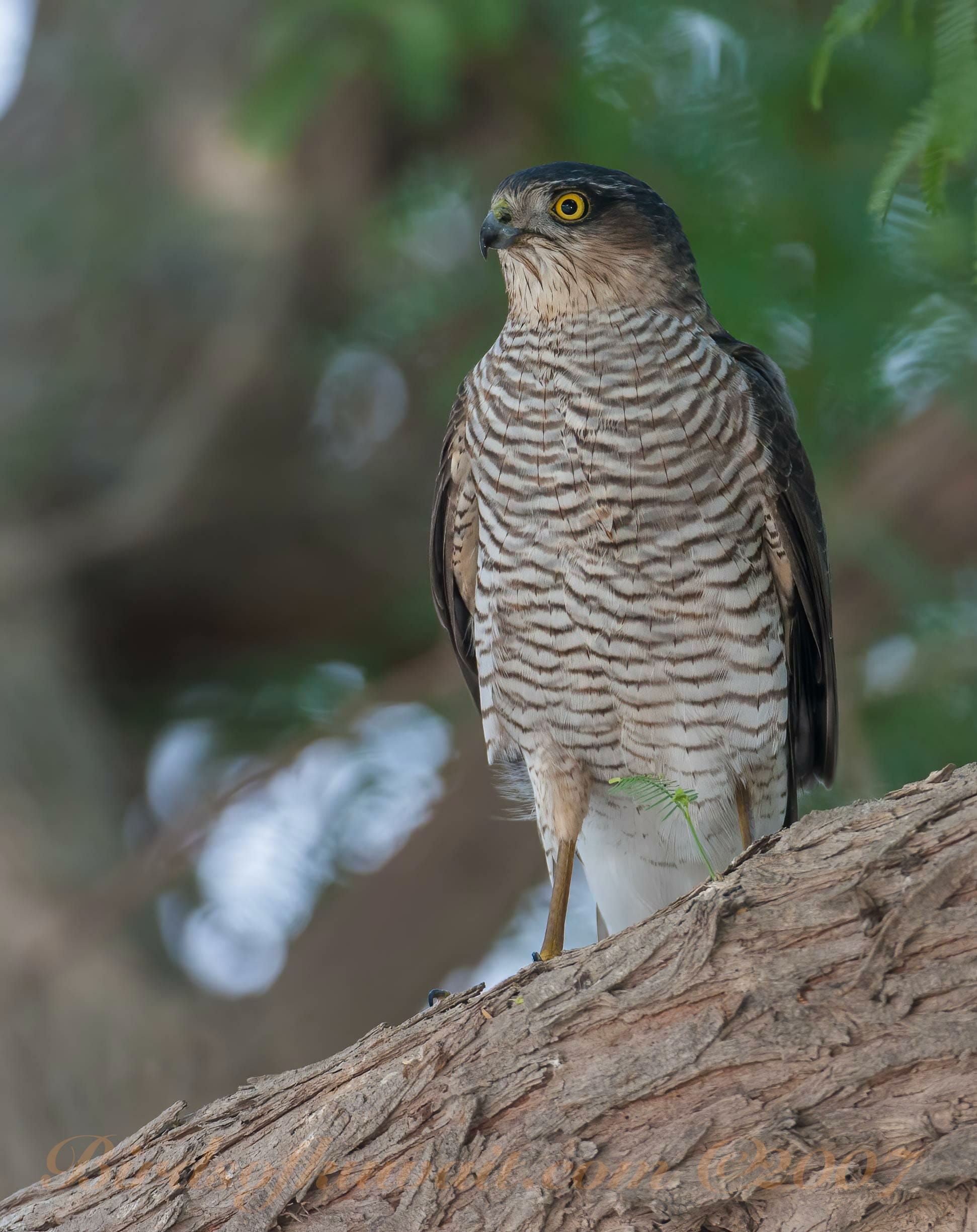 Eurasian Sparrowhawk Accipiter nisus – Bird Sightings from Kuwait