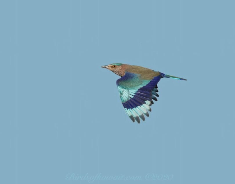 Indian Roller in flight