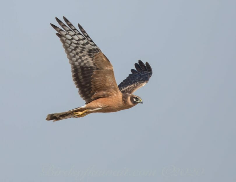 Pallid Harrier in flight