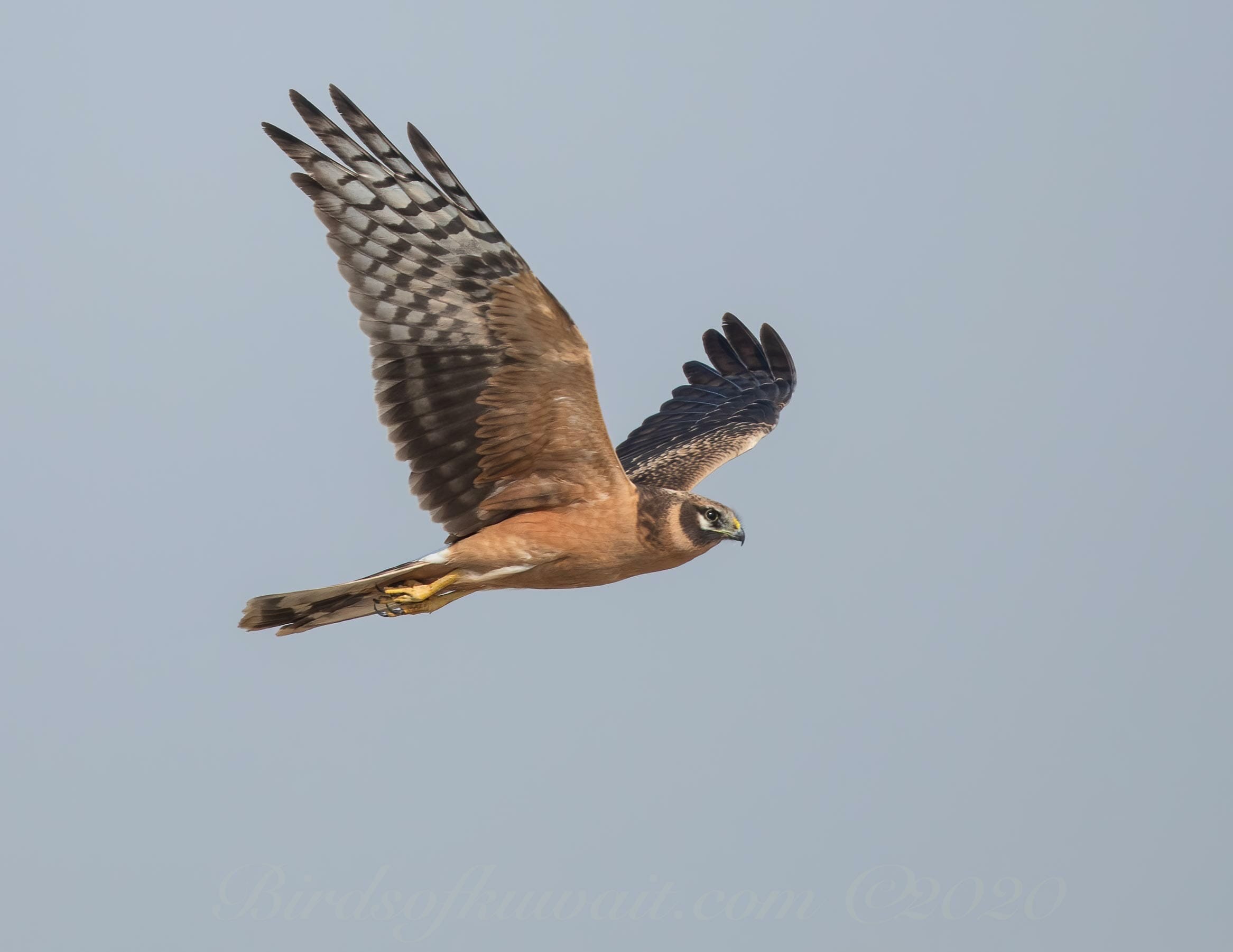 Pallid Harrier in flight