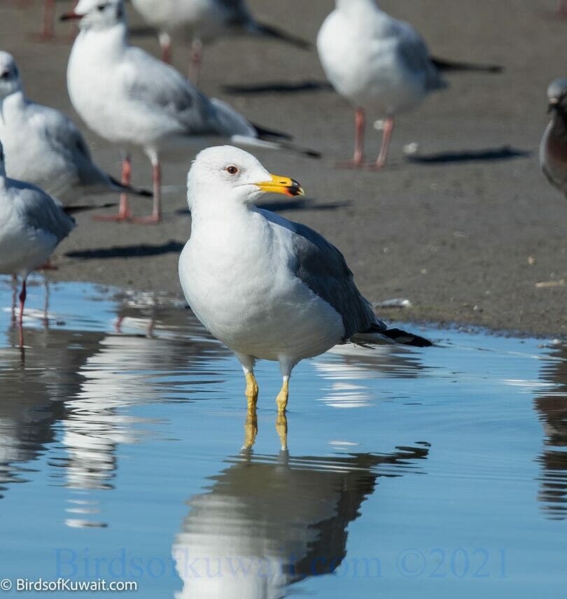 Armenian Gull Larus armenicus standing in water