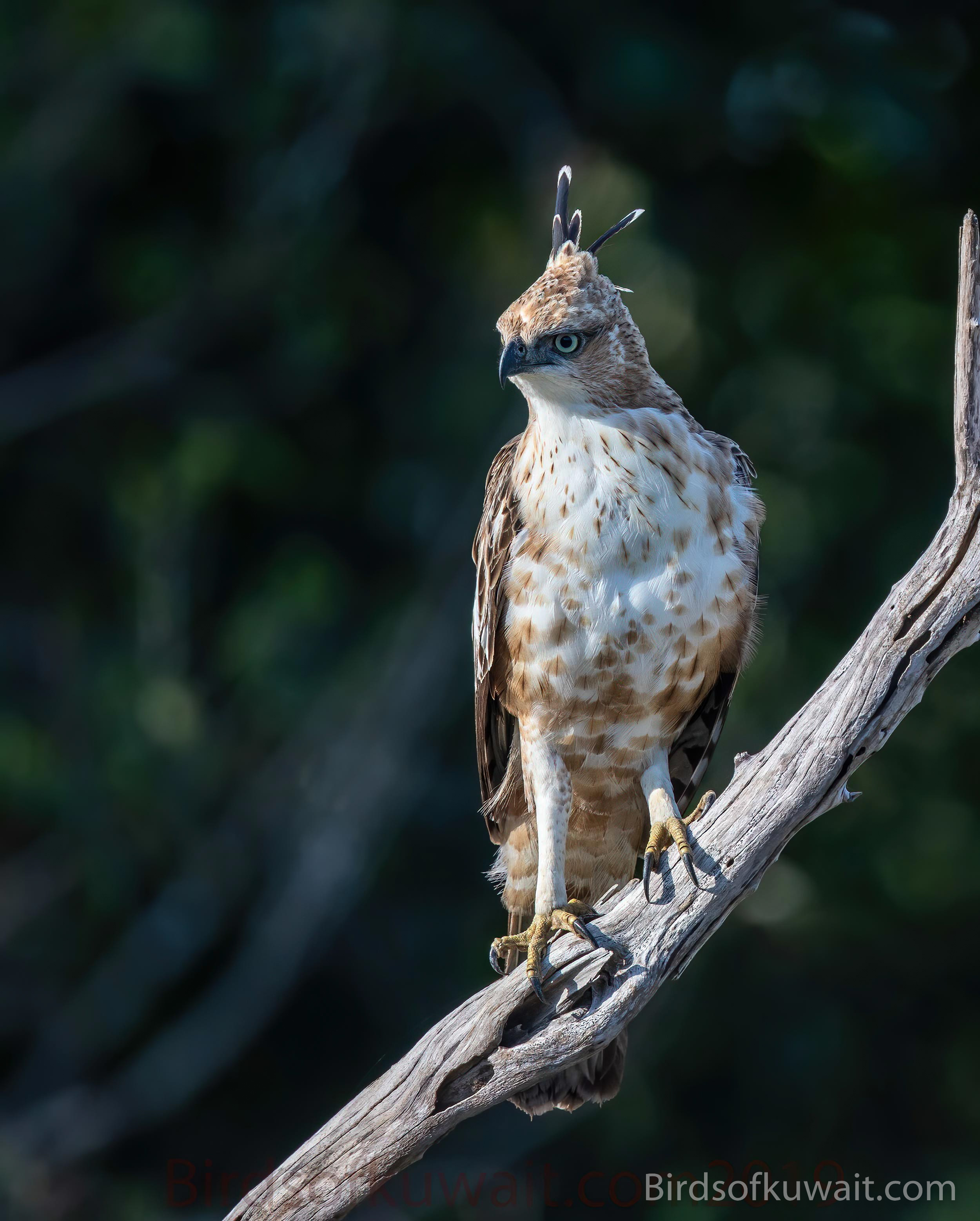 Changeable HawkEagle Nisaetus cirrhatus Bird Sightings from Kuwait