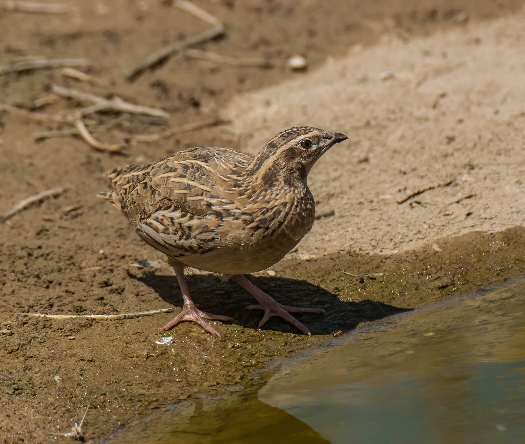 Common Quail Coturnix coturnix Bird Sightings from Kuwait