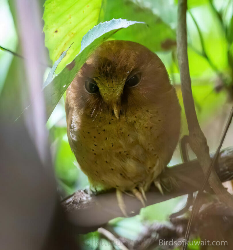 Serendib Scops Owl Otus thilohoffmanni