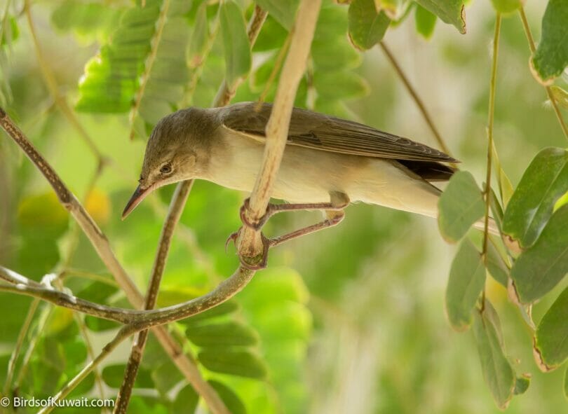 Basra Reed Warbler Acrocephalus griseldis