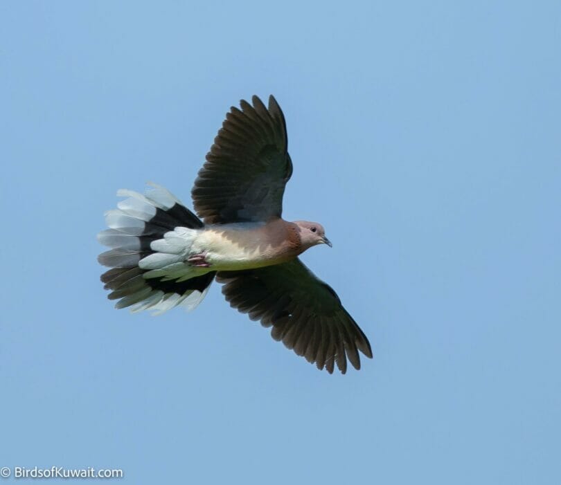 Laughing Dove Spilopelia senegalensis