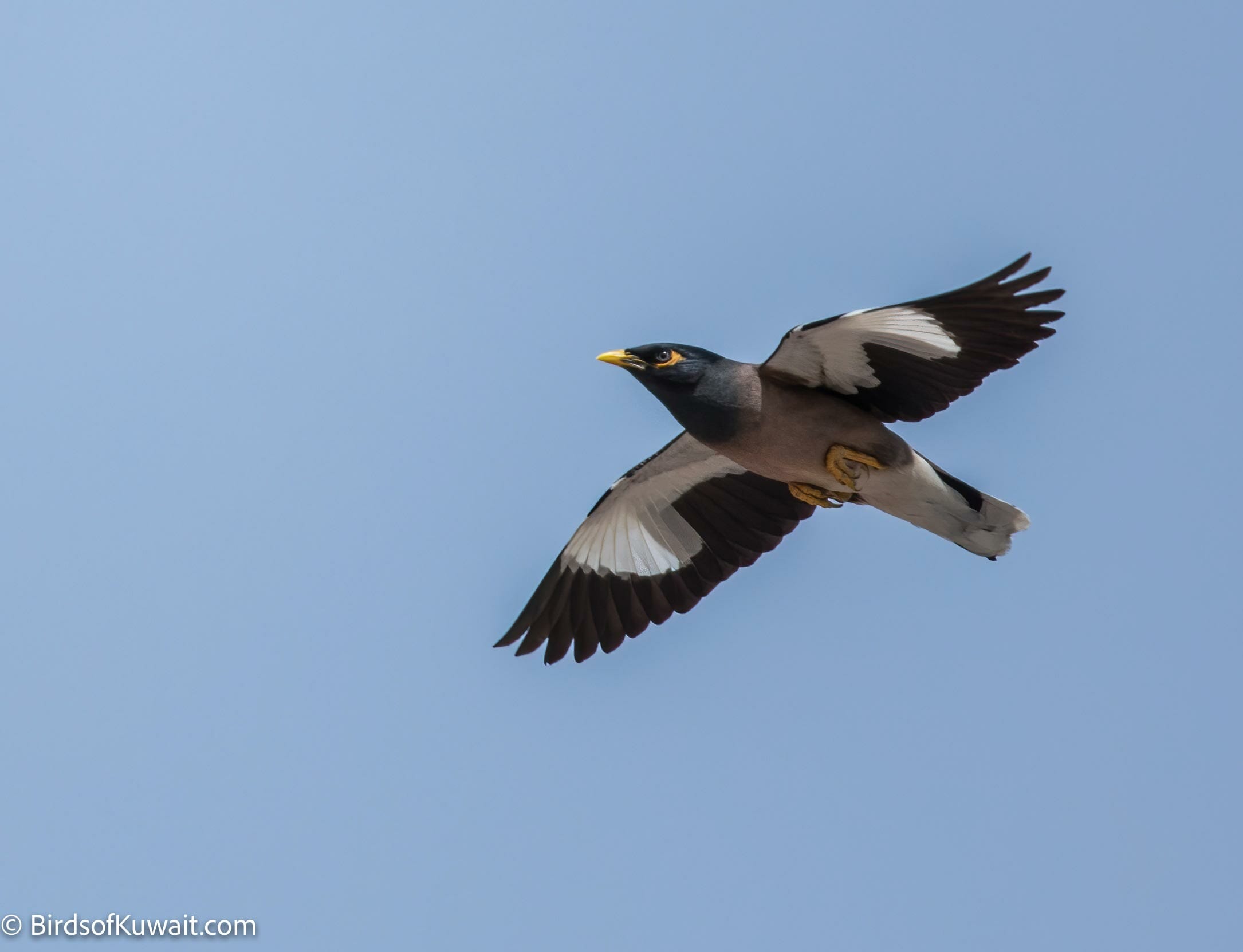 Common Myna Acridotheres tristis