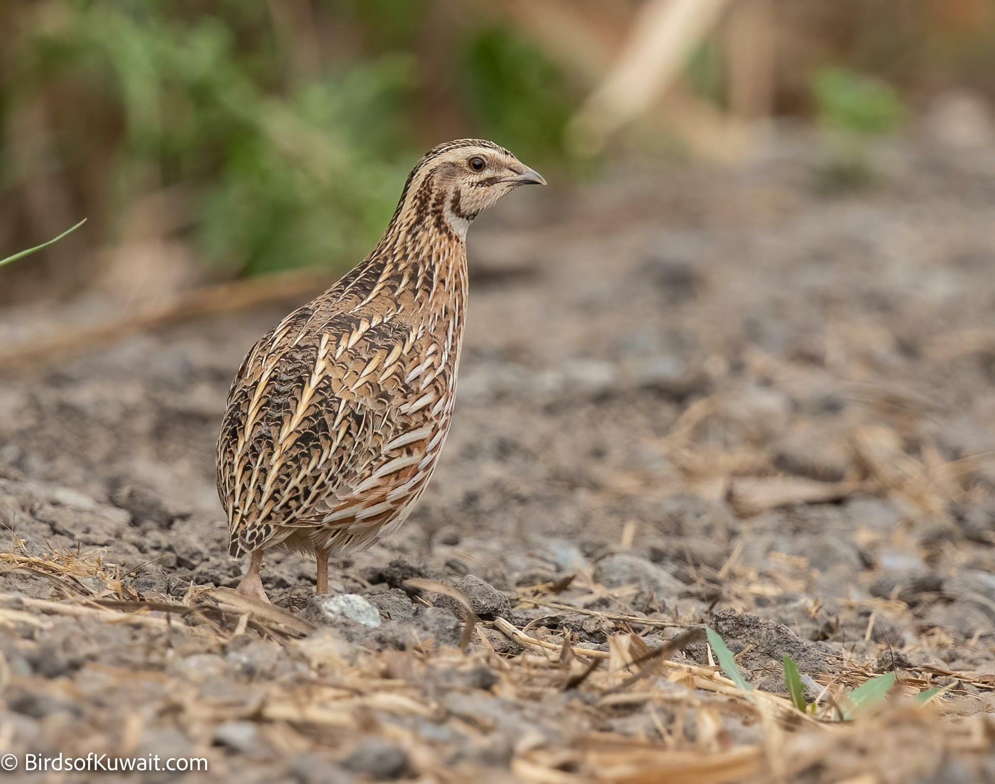 Common Quail Coturnix coturnix Bird Sightings from Kuwait