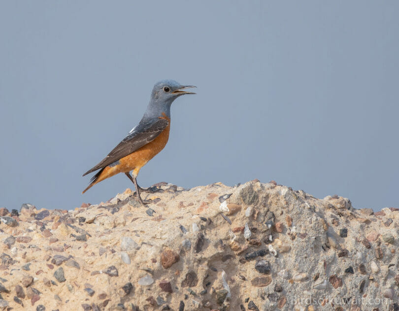 Common Rock Thrush Monticola saxatilis
