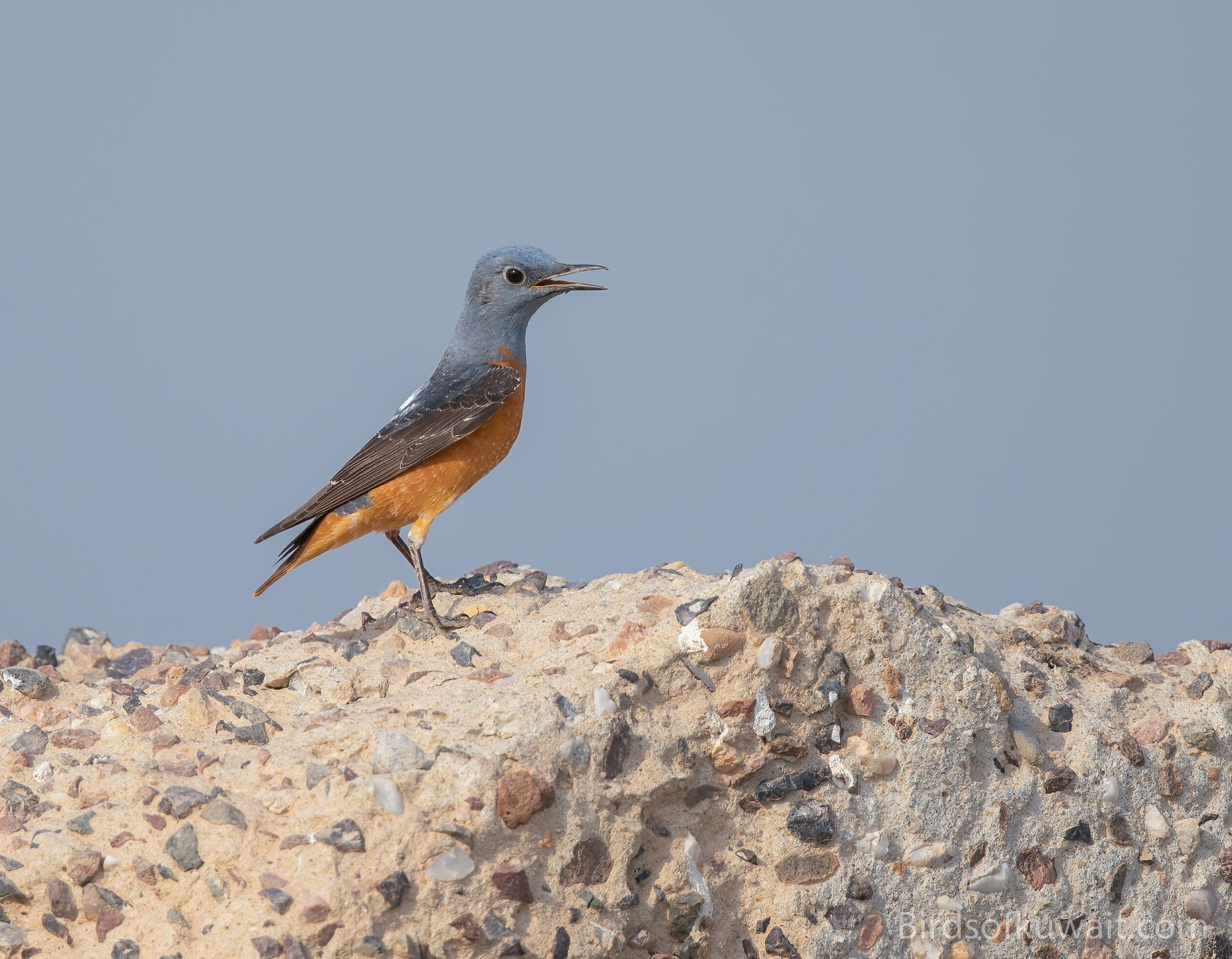 Common Rock Thrush Monticola saxatilis