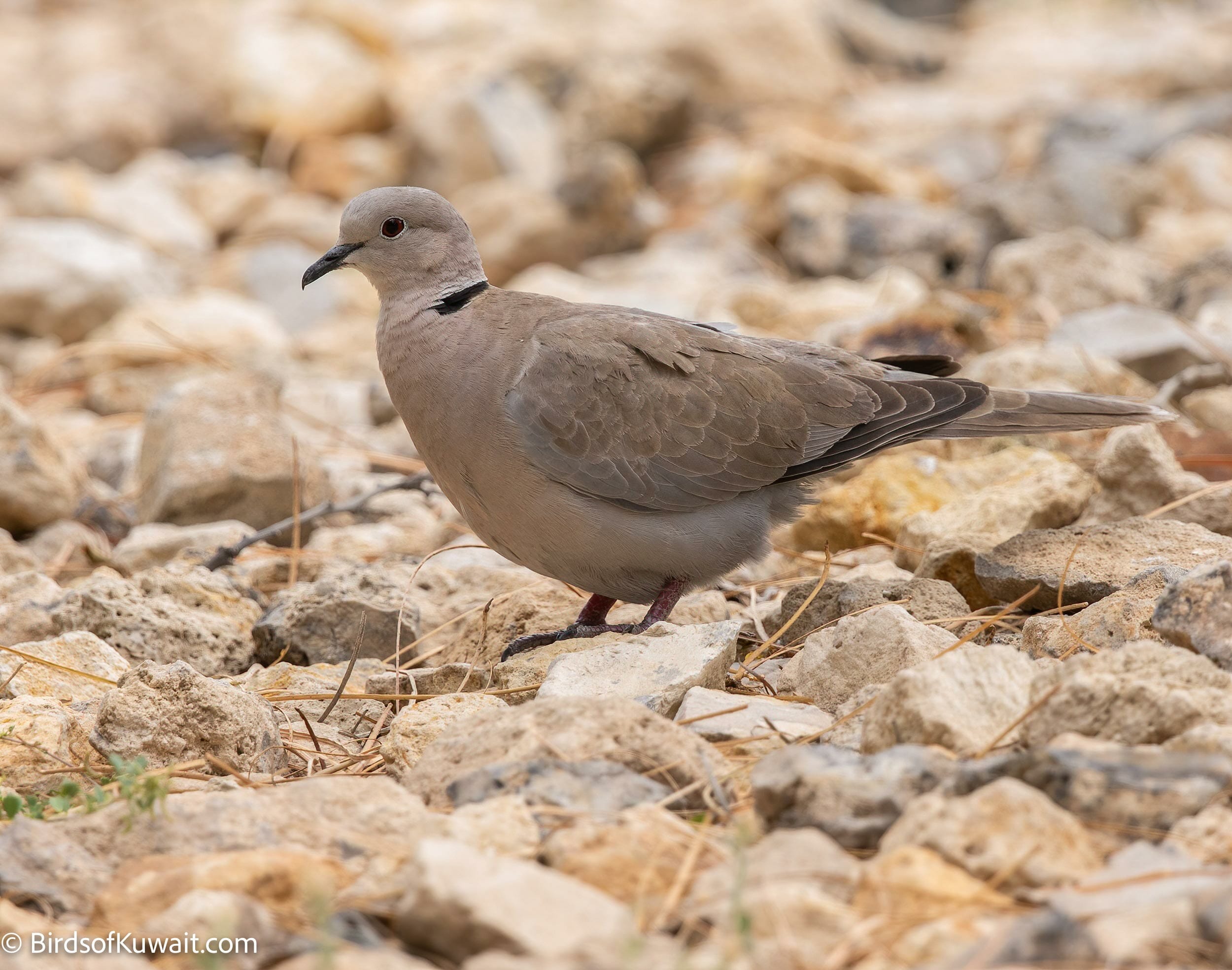 Eurasian Collared Dove Streptopelia decaocto
