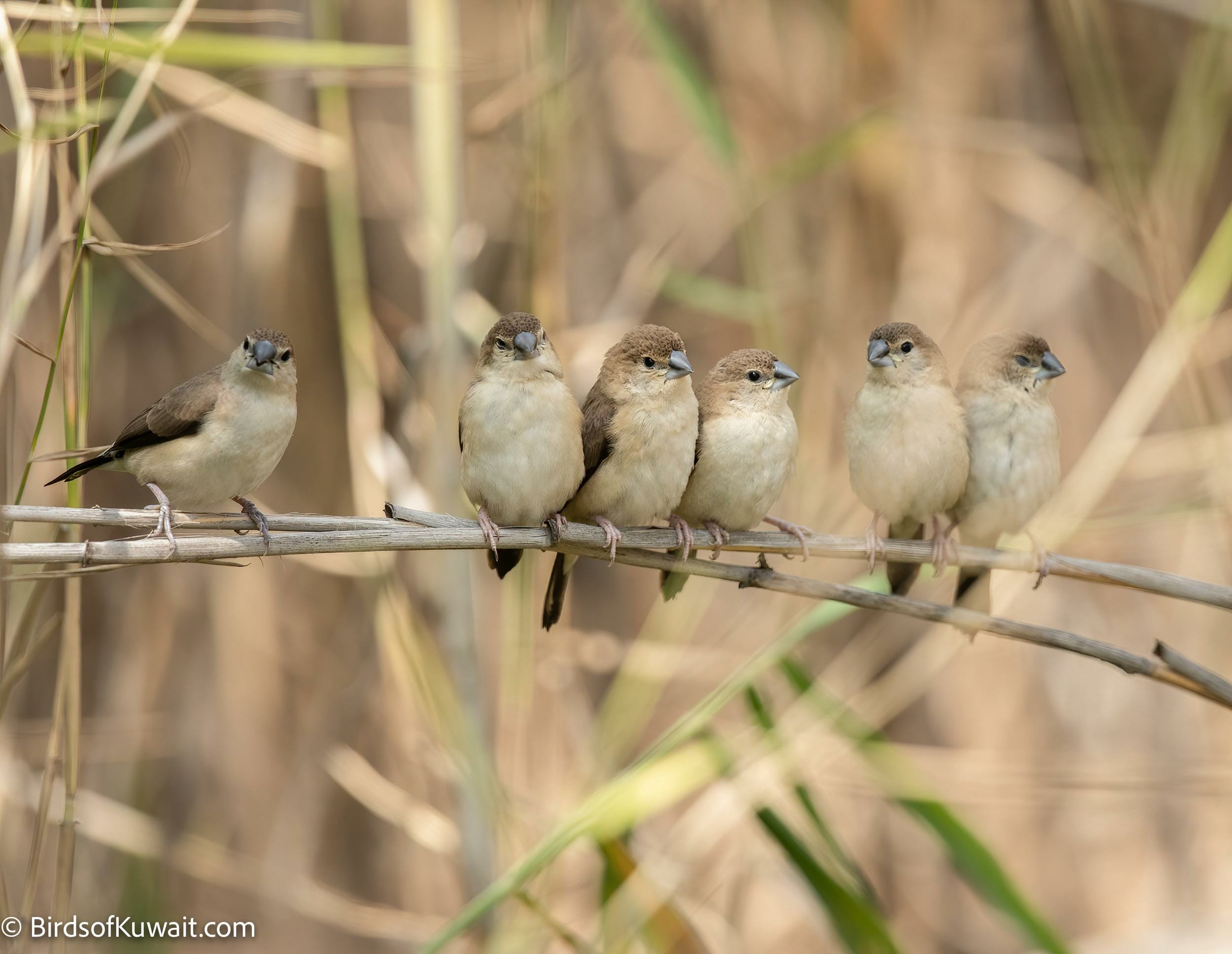 Indian Silverbill Lonchura malabarica