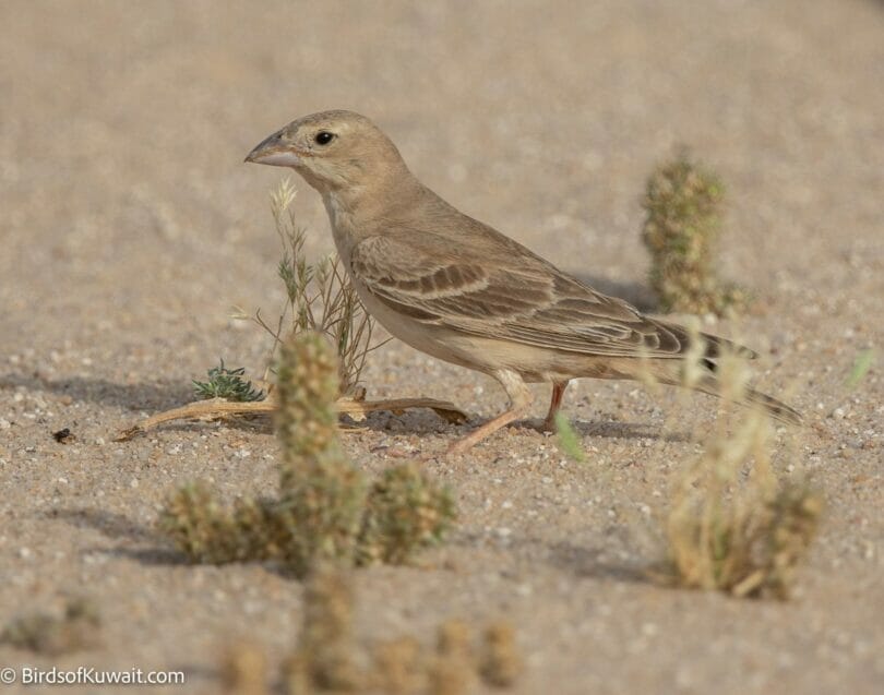 Pale Rockfinch Carpospiza brachydactyla