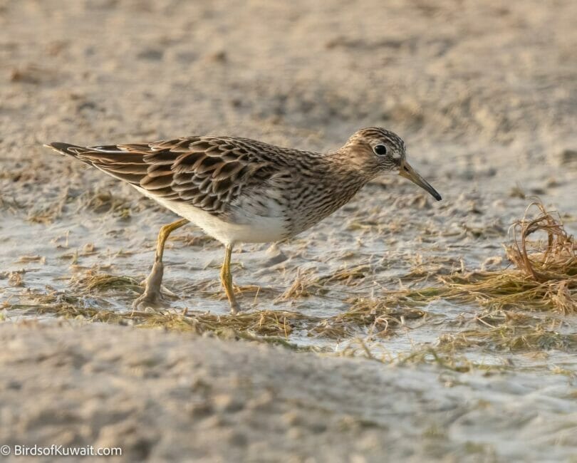 Pectoral Sandpiper Calidris melanotos