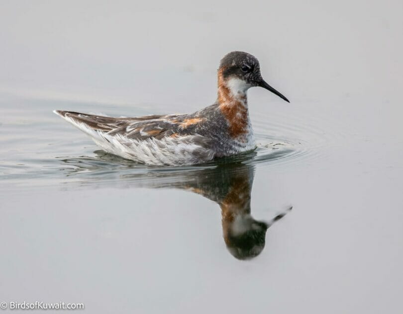 Red-necked Phalarope Phalaropus lobatus