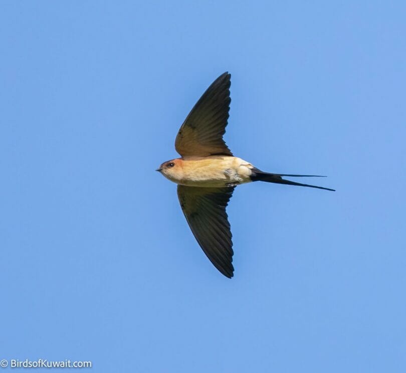Red-rumped Swallow Cecropis daurica
