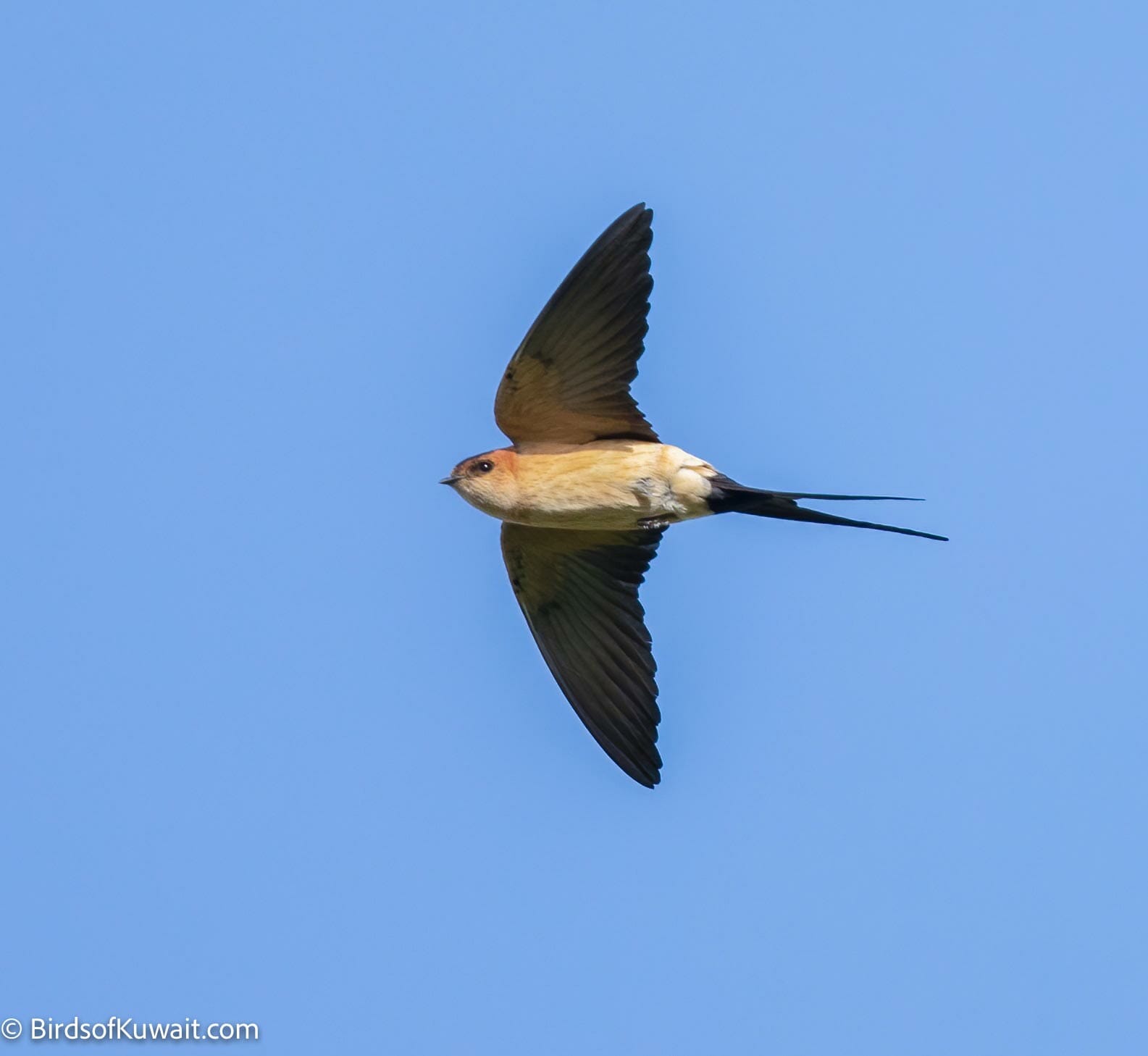 Red-rumped Swallow Cecropis daurica