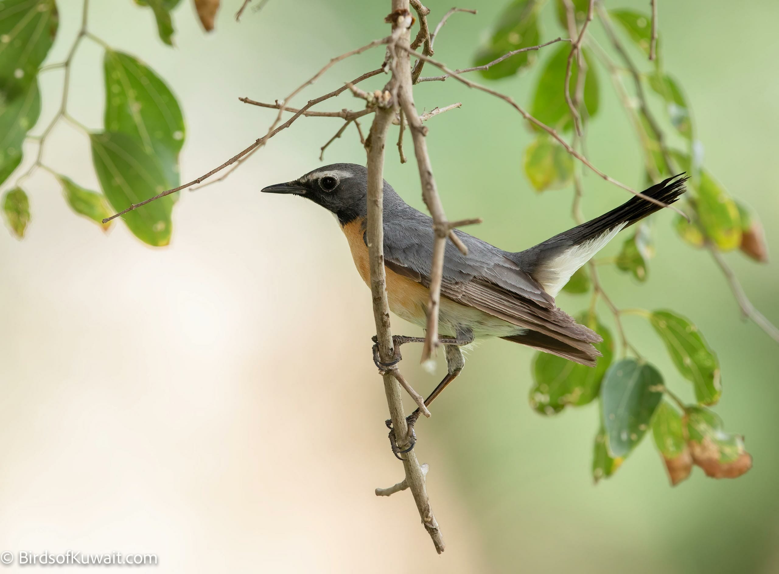 White-throated Robin Irania gutturalis