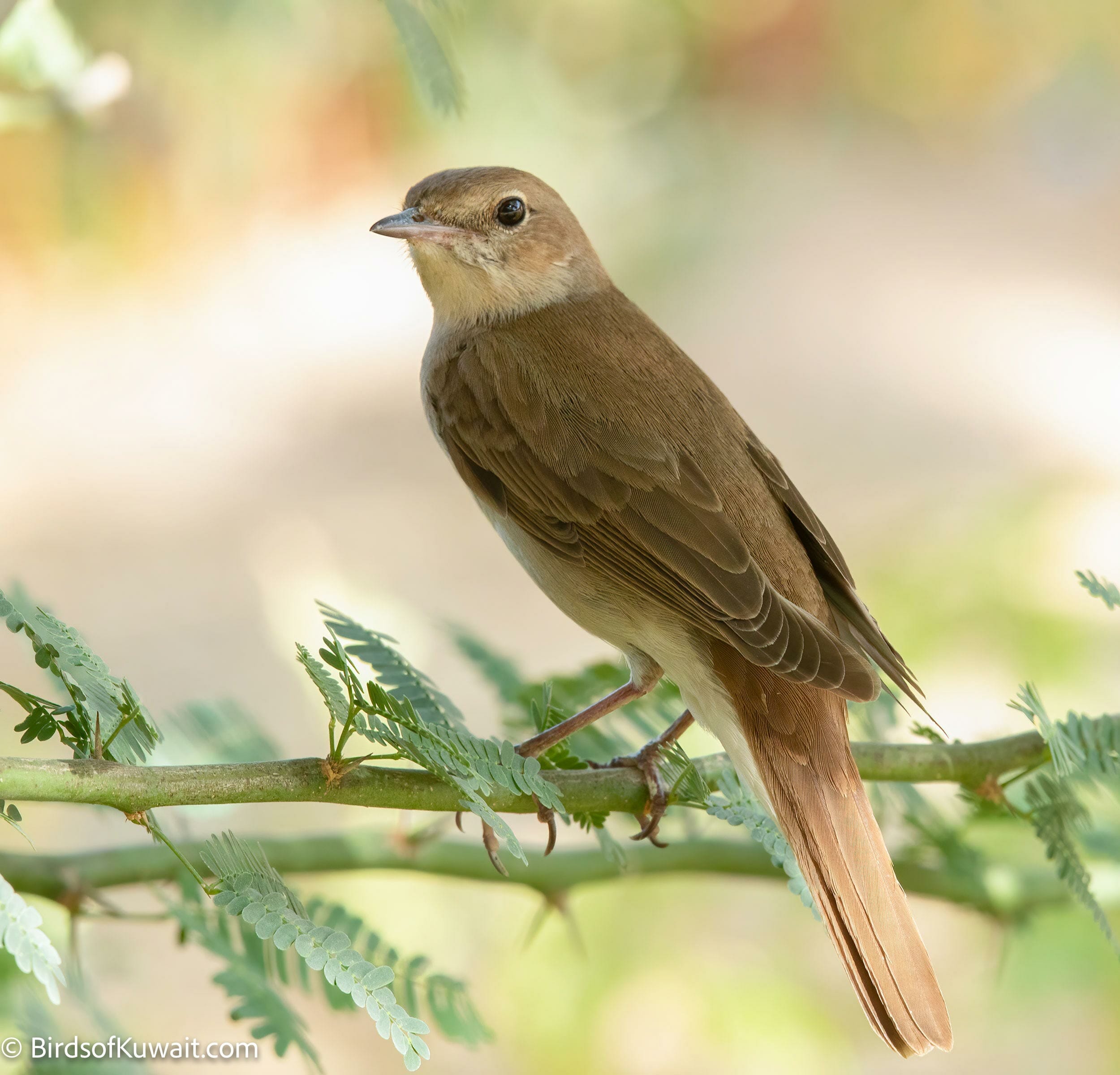 common-nightingale-luscinia-megarhynchos-bird-sightings-from-kuwait