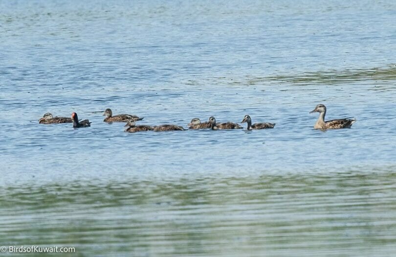 Gadwall Anas strepera
