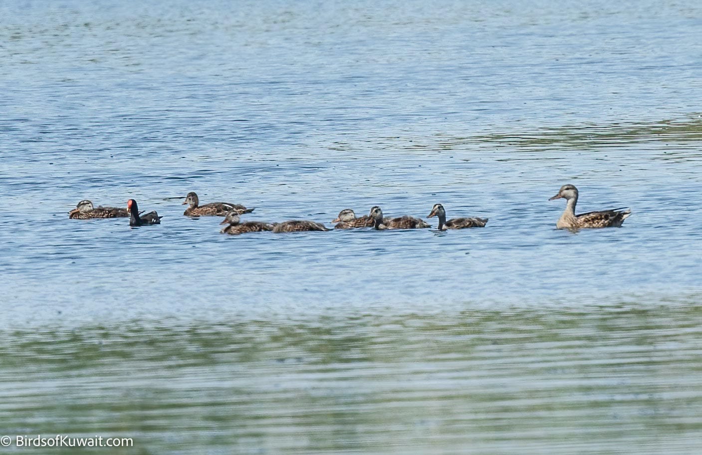 Gadwall Anas strepera